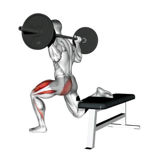 Bulgarian split squat illustration with highlighted quadriceps, glutes, and hamstrings