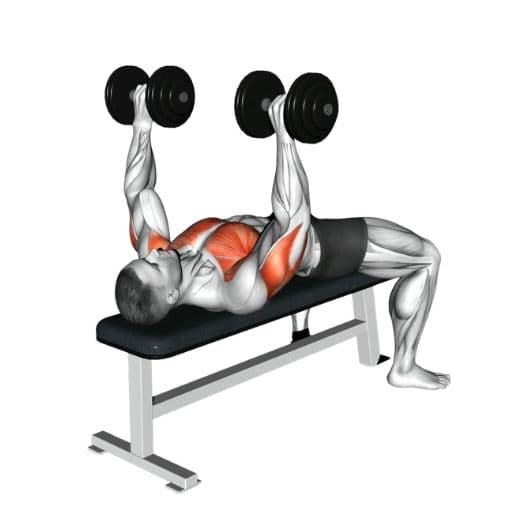 Flat dumbbell bench press illustration with highlighted pectoralis major, anterior deltoids, and triceps