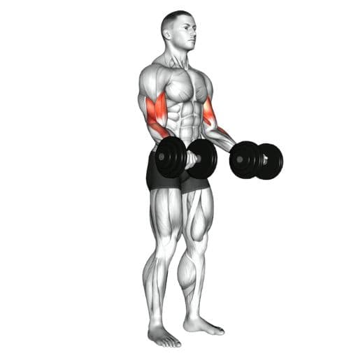 Standing dumbbell curl illustration with highlighted biceps brachii and brachialis muscles