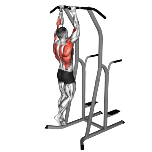 Neutral grip pull-up illustration showing a lifter performing a strict pull-up on parallel handles with highlighted latissimus dorsi, brachioradialis, and biceps muscles