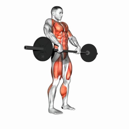 Barbell power clean illustration with highlighted quadriceps, hamstrings, glutes, traps, and shoulders