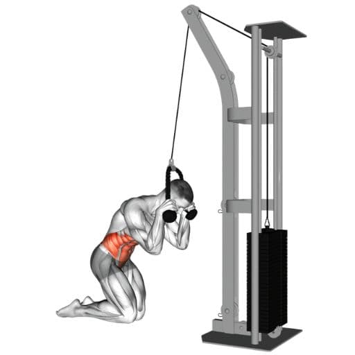 Cable Crunch anatomical illustration showing kneeling cable crunch with abdominal muscles highlighted