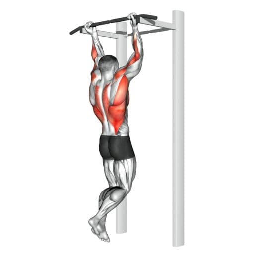 Chin-up illustration showing a lifter performing a strict underhand chin-up with highlighted latissimus dorsi, biceps brachii, and rhomboid muscles