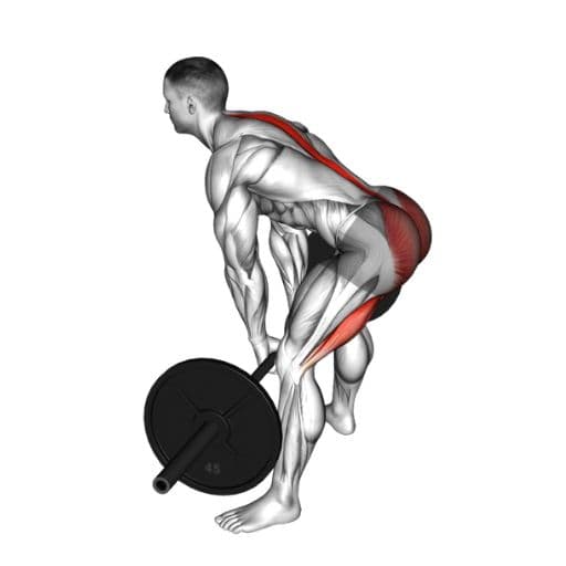 Deadlift Strength Standards