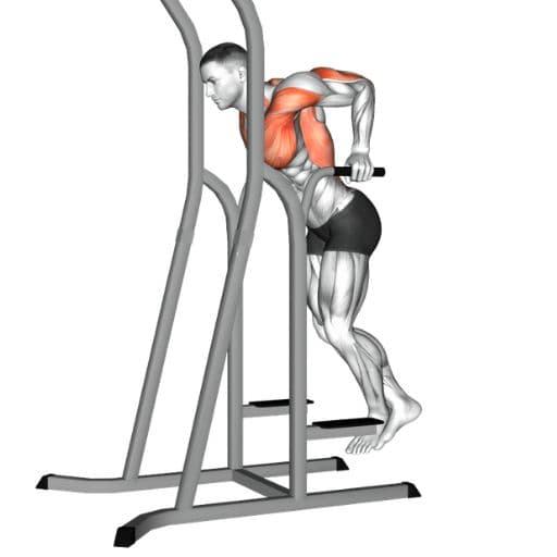 Dips illustration showing a lifter performing parallel-bar dips with highlighted chest, triceps, and anterior deltoid muscles