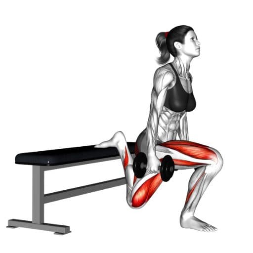 Dumbbell Bulgarian split squat illustration with highlighted quadriceps, glutes, and hamstrings