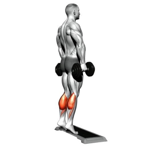 Standing dumbbell calf raise illustration with highlighted gastrocnemius and soleus muscles