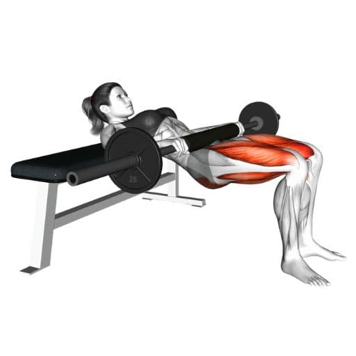 Barbell hip thrust illustration with highlighted gluteus maximus, hamstrings, and quadriceps