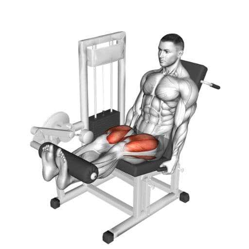 Seated machine leg extension illustration with highlighted quadriceps muscles