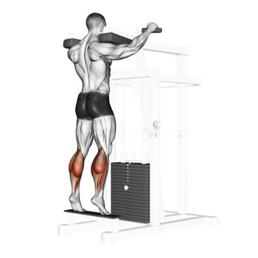 Standing machine calf raise illustration with highlighted gastrocnemius and soleus muscles