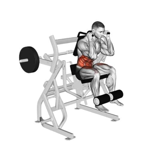 Machine seated crunch illustration with highlighted rectus abdominis and obliques
